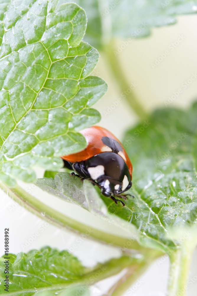 Ladybug sitting on a fresh green leaf