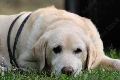 labrador bianco