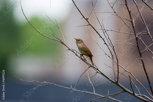 House Wren (troglodytes aedon)