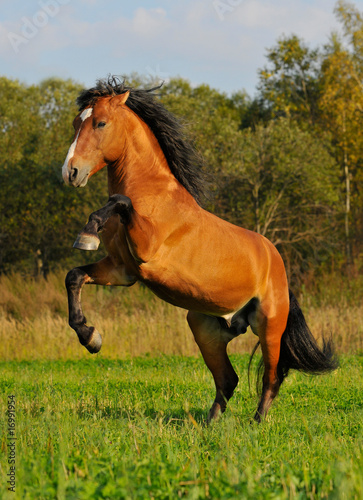 red, bay horse stallion standing on grass in autumn