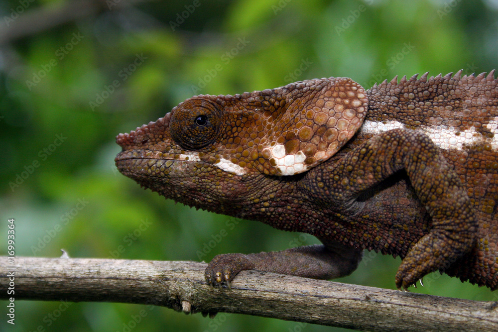 Fototapeta premium Chamäleon Andasibe