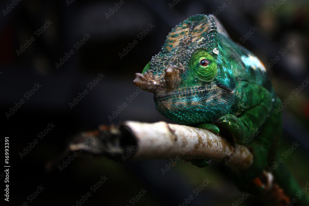 Obraz premium Chamäleon Andasibe