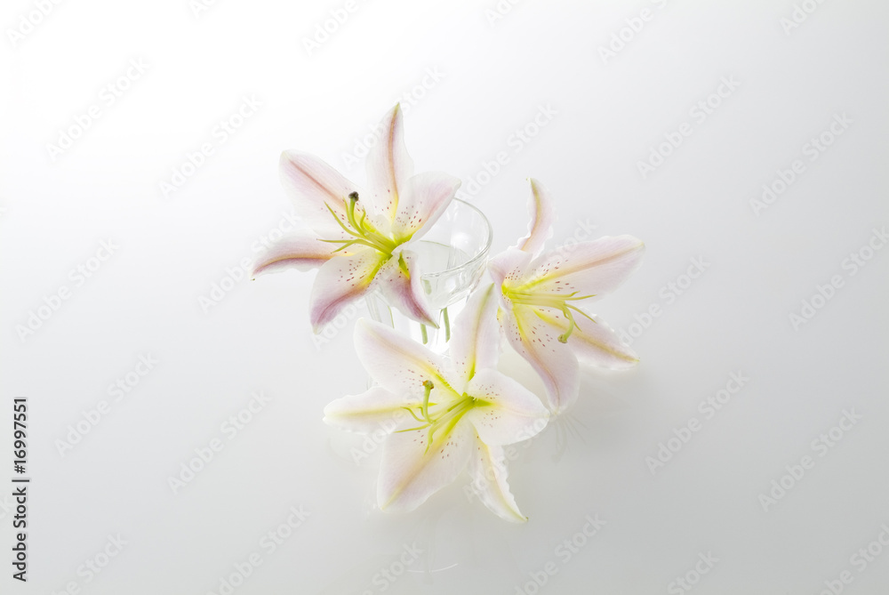 Obraz premium ゆり