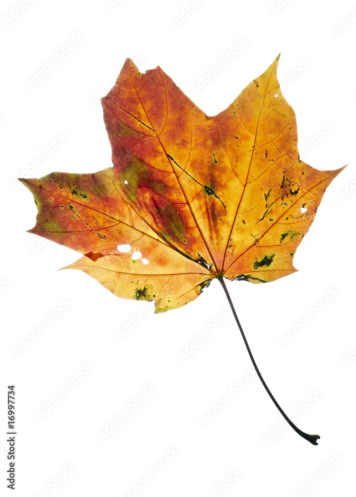 Obraz premium fall colors - autumn maple leaf - isolated