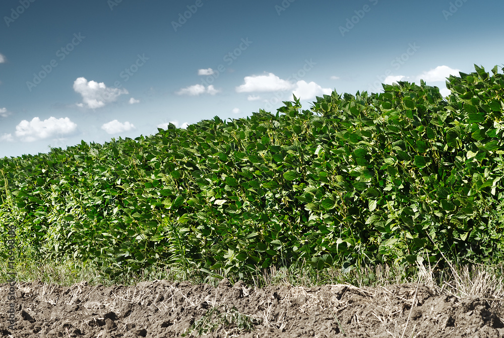 Growth Soybeans