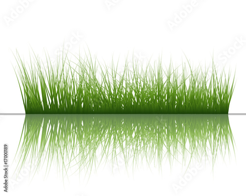 grass and water