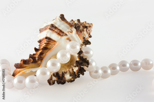 Shell and rope of pearls