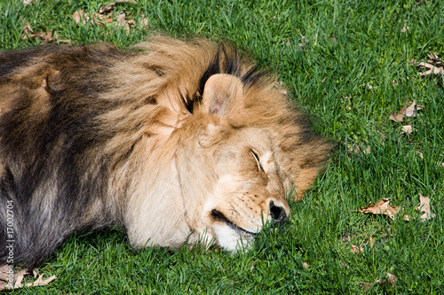 Male Lion
