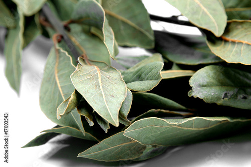 Hojas de laurel