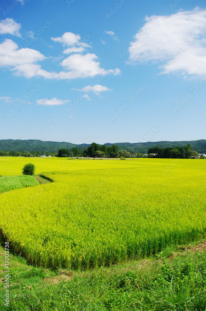 Obraz premium キレイな田圃
