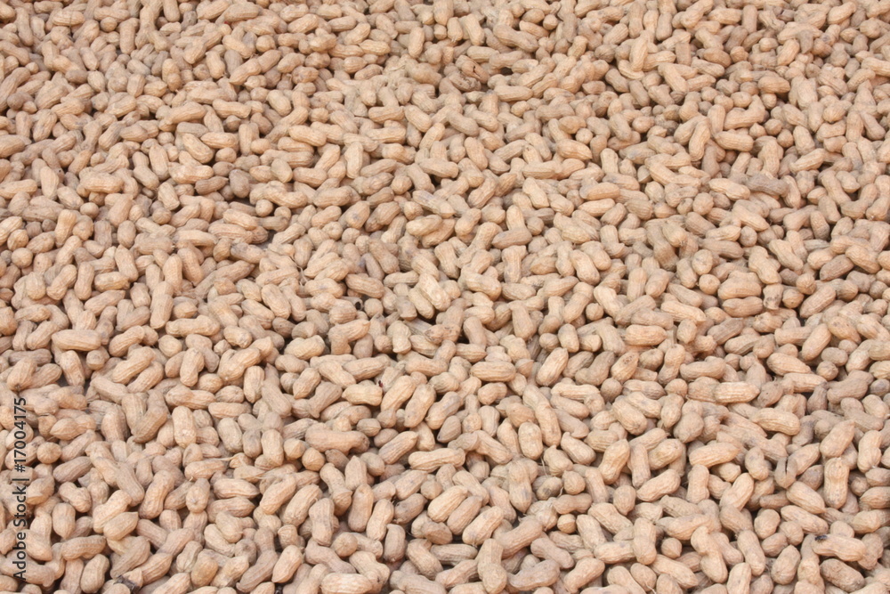 Raw peanuts in shell Raw peanuts in shell