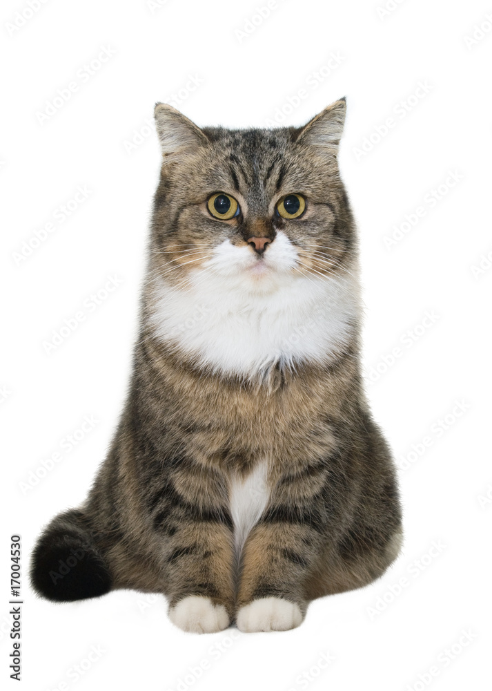 Sitting cat