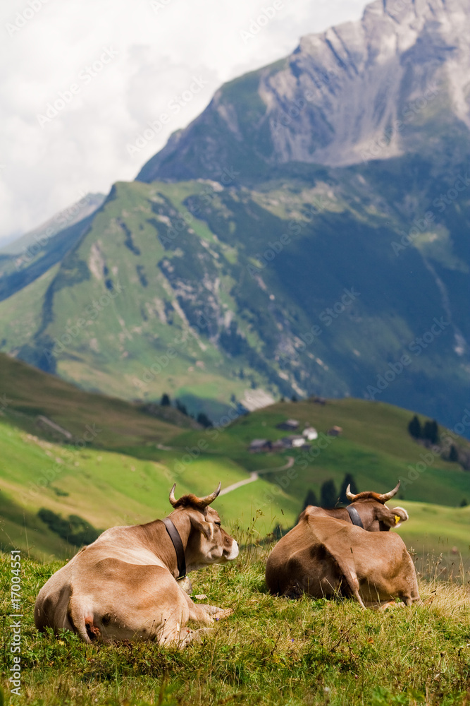 Two cows enjoing a view Two cows enjoing a view