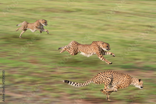 Stampa su tela Cheetahs hunting