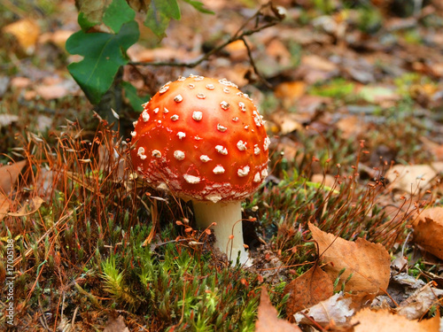 Fly agaric red (Amanita muscaria).
