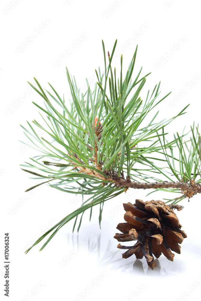 Fototapeta premium fir tree branch with cone