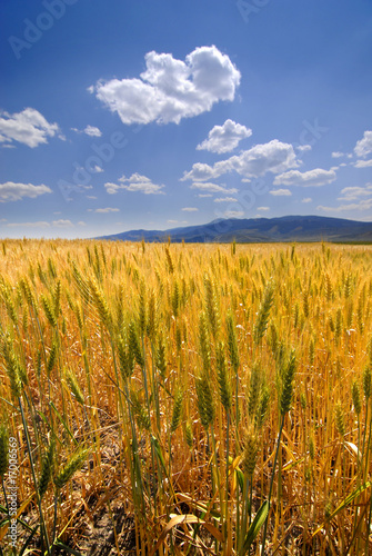 Wheat Grain © Lane Erickson