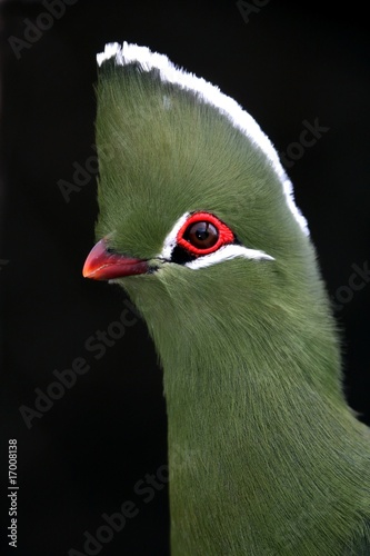Knysna Turaco or Loerie Bird photo