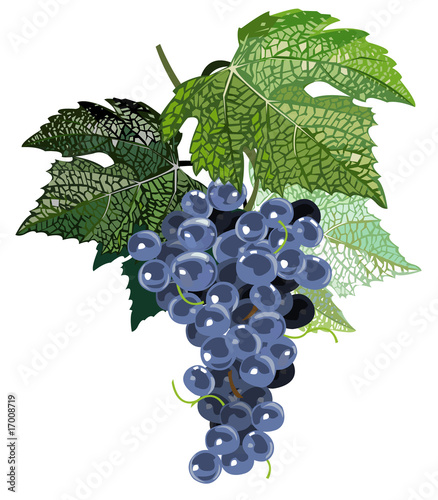 Artistic black grape bunch with leaves