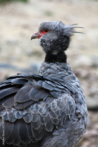 Halsband-Wehrvogel 7 photo