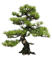 Acrylglasbilder Bonsai Eleganter Bonsai-Baum auf Holztisch  © Noel Powell