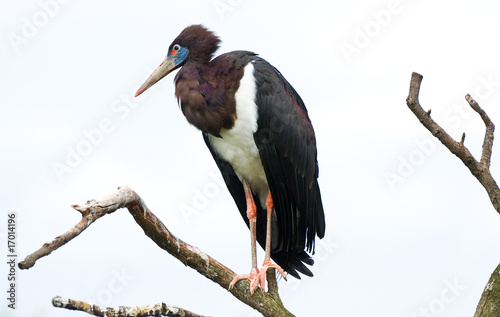 white bellied stork photo