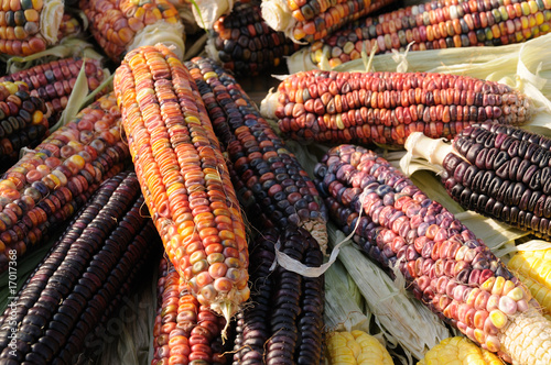 Indian corn on cobs