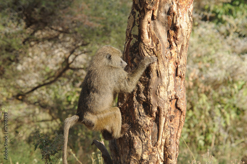 monkey climbing