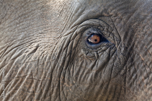 Close-up elephant eye.