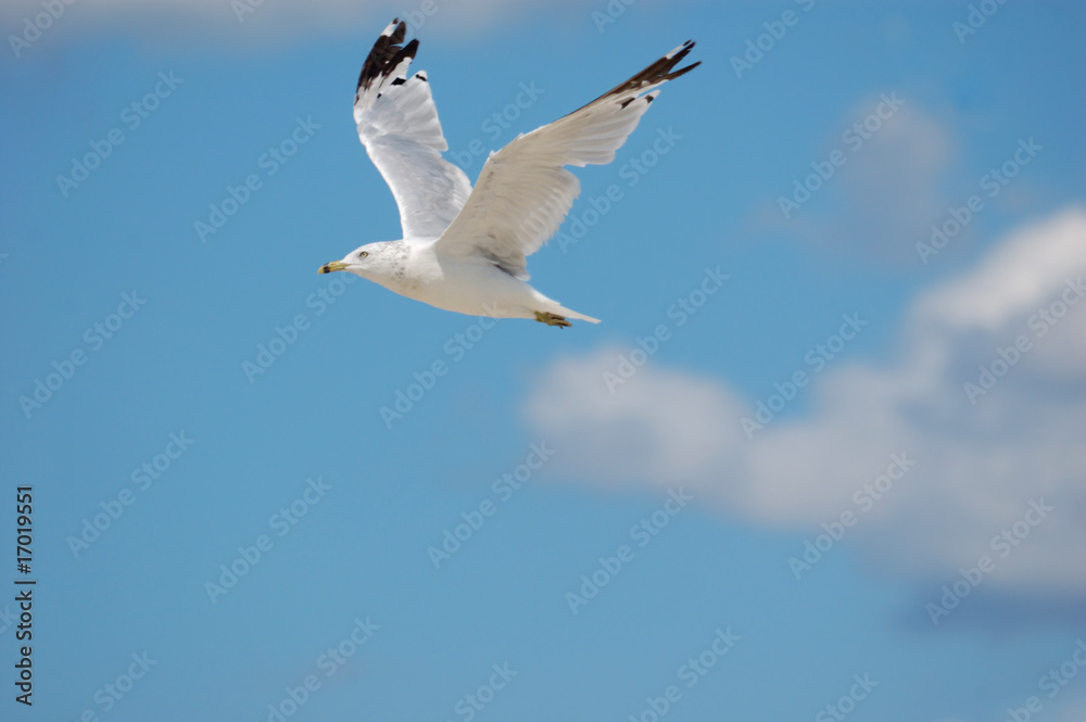 Fototapeta premium seagull