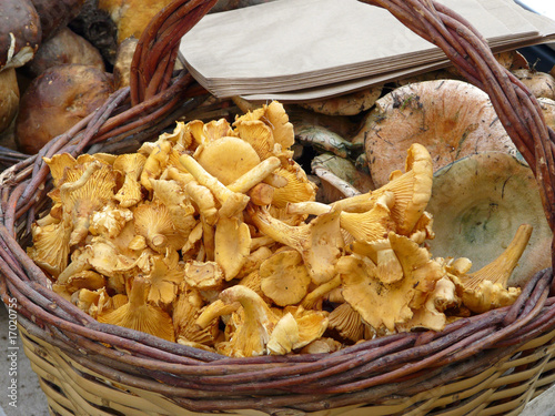 panier de girolles