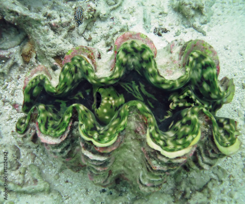 Fotografie, Tablou Giant clam