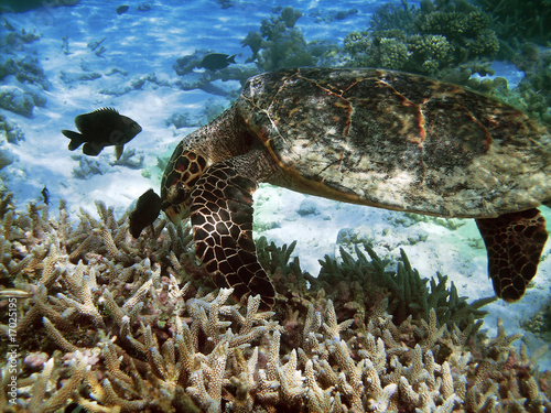 Tableau sur toile Turtle and coral reef