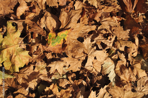 Autumn leaves carpet
