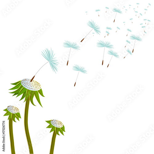 three dandelions on the wind