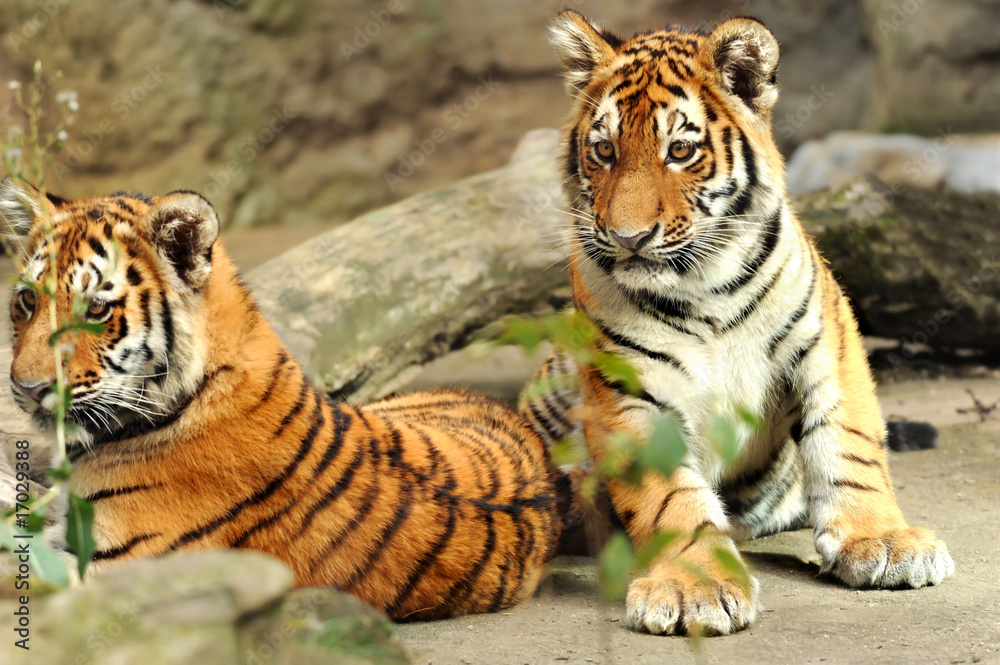 Zoo 84 Zoo 84