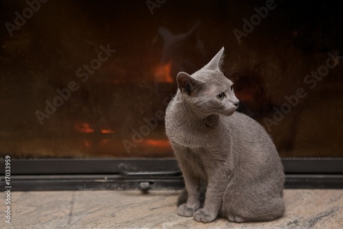 Russian Blue cat