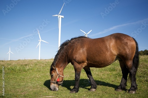 Grazing Horse