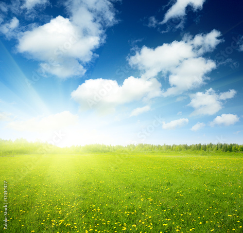 Fototapeta Naklejka Na Ścianę i Meble -  field of spring flowers and perfect sky