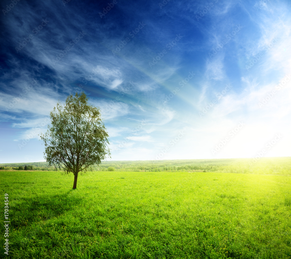 Obraz premium field of grass and sunset