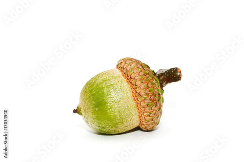 Acorn.