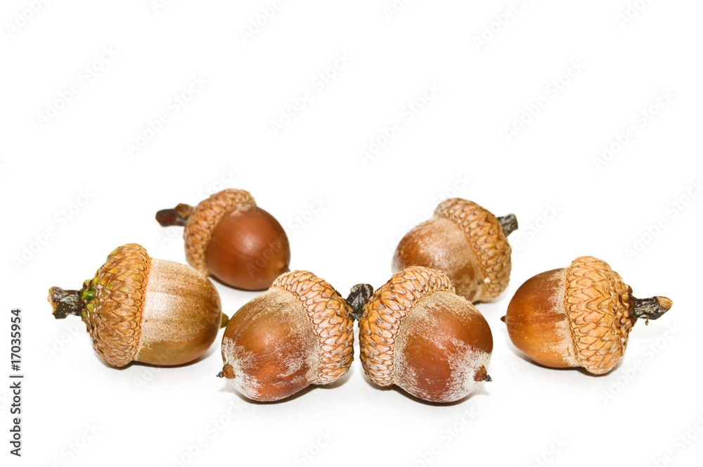 Acorns. Acorns.