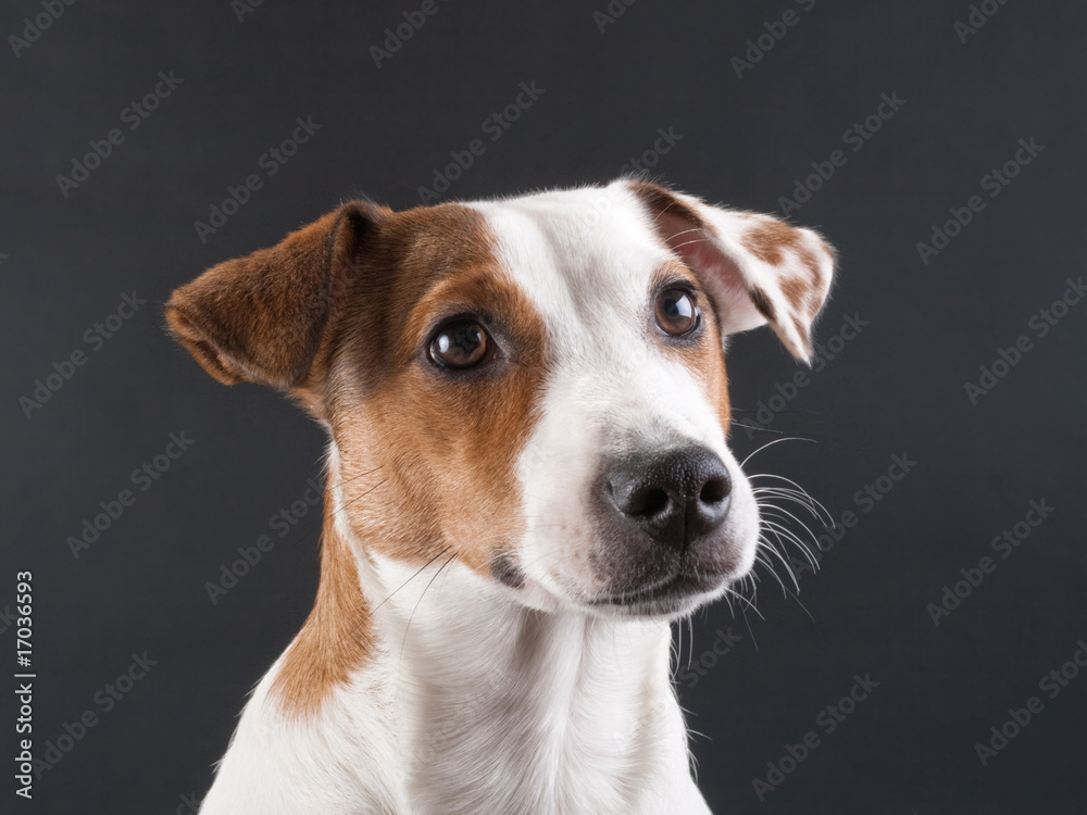 Jack Russell Terrier head