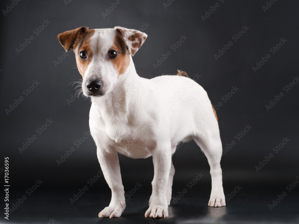 Jack Russell Terrier