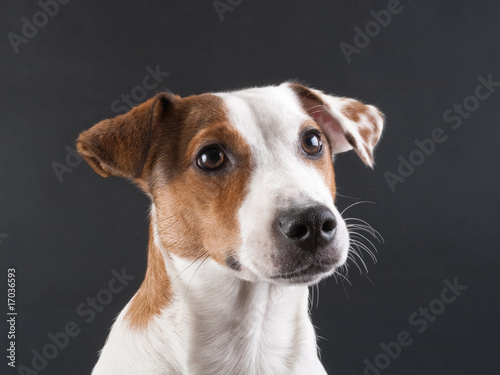 Jack Russell Terrier head