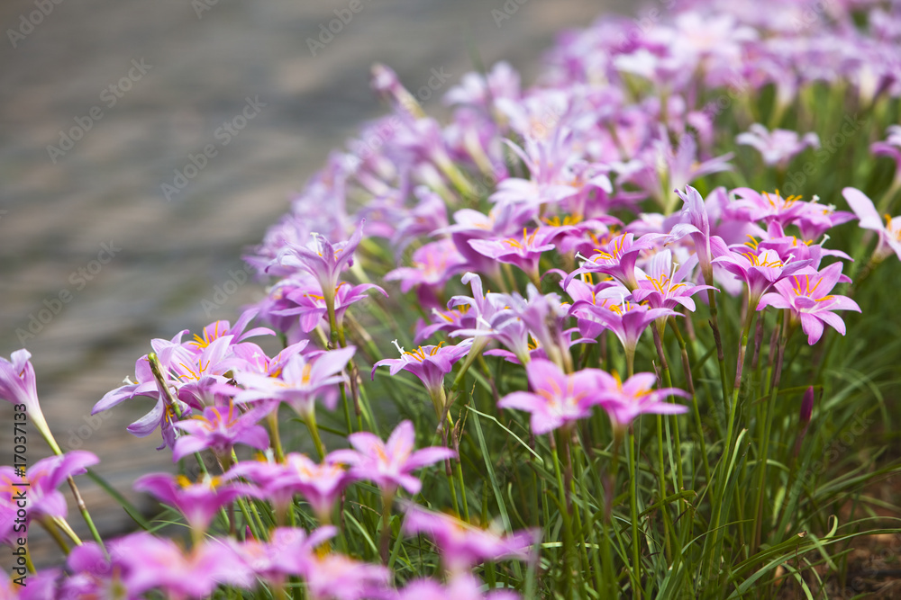 Obraz premium flower