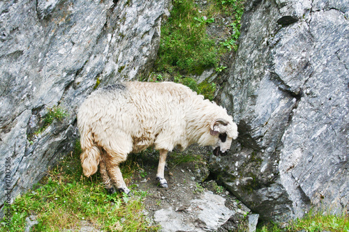 zeckel sheep