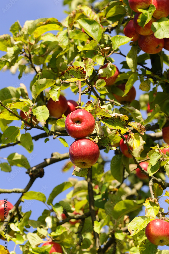 Apfelbaum im Herbst Apfelbaum im Herbst
