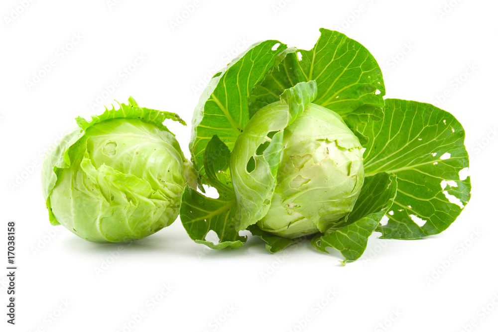 Fototapeta premium Green cabbage-heads