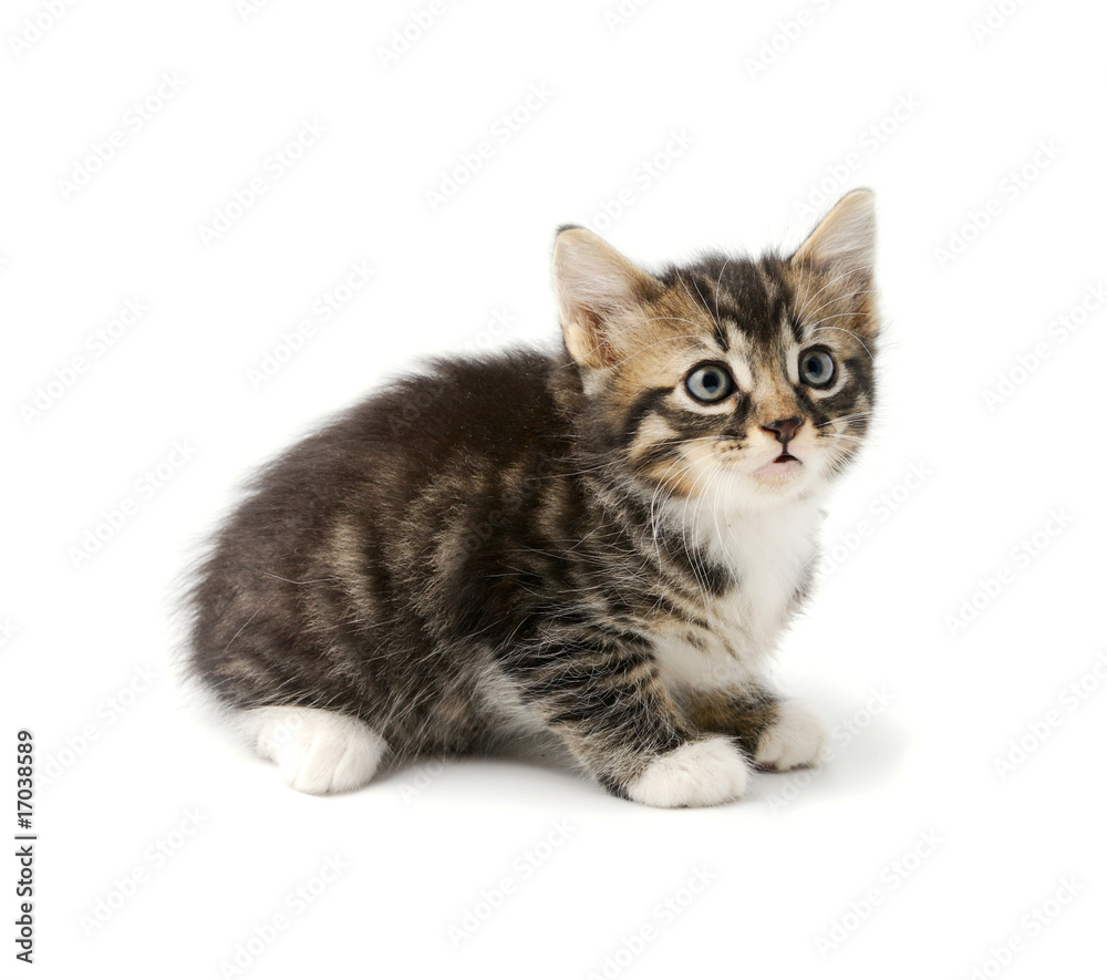 Obraz premium Kitten isolated on white background